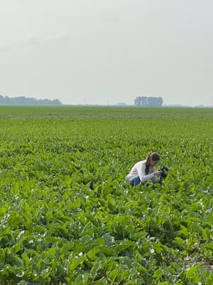 Erin taking sugarbeet pics